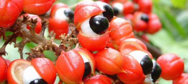 guarana